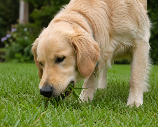 Why is My Dog Eating Grass? (And Are They Secretly a Part-Time Cow?)