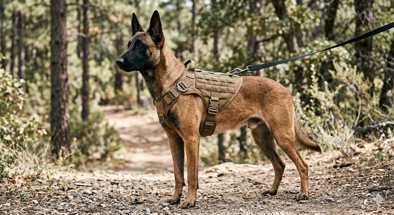 How to Choose the Right Dog Harness for Walking: A Complete Guide