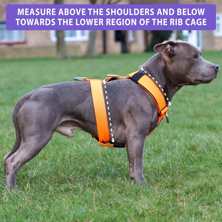 TRI-Harness® | Anti-Pull, Adjustable & Durable - Dog Trainers Choice