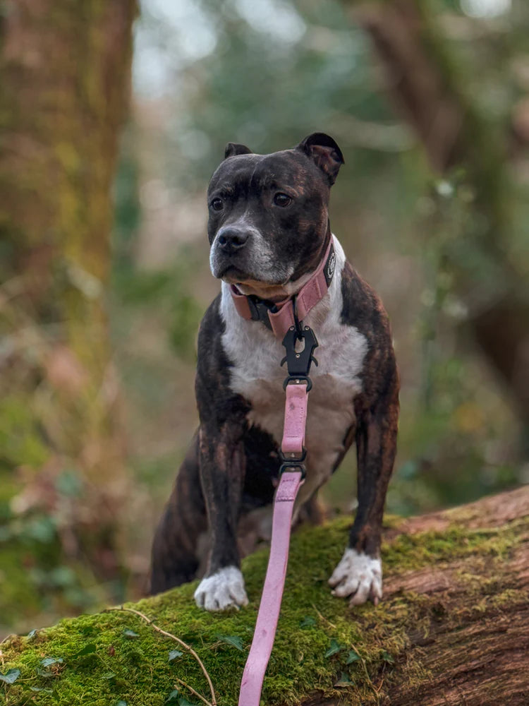 5cm Combat Billowthane® Collar