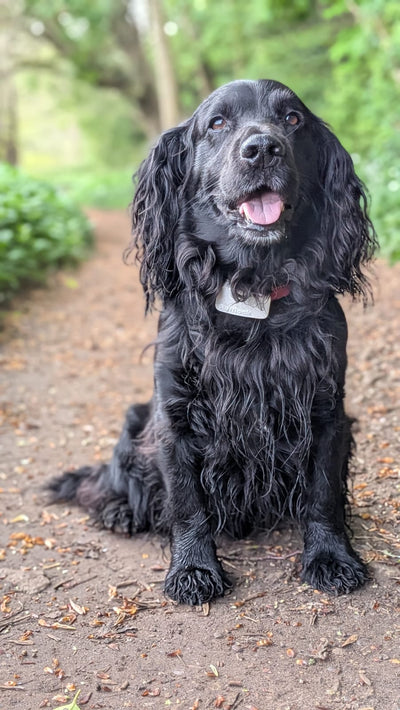 Buddy